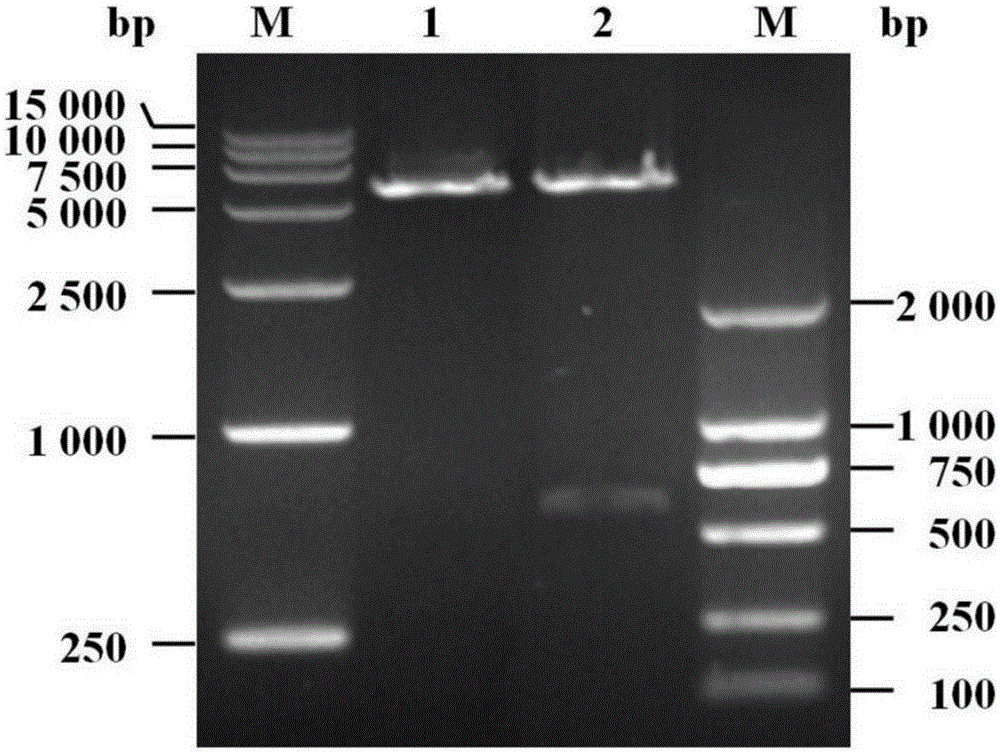 Target protein expression with laetiporus sulphureus mushroom lectin N-acetyllactosamine binding domain as fusion tag and purification method thereof