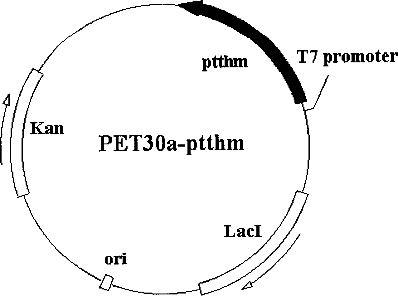 Method for producing protease of thermophilic bacteria by using artificial gene