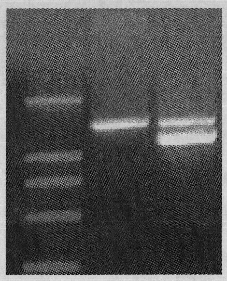 Method for detecting N gene-controlled tobacco TMV resistance by molecular markers