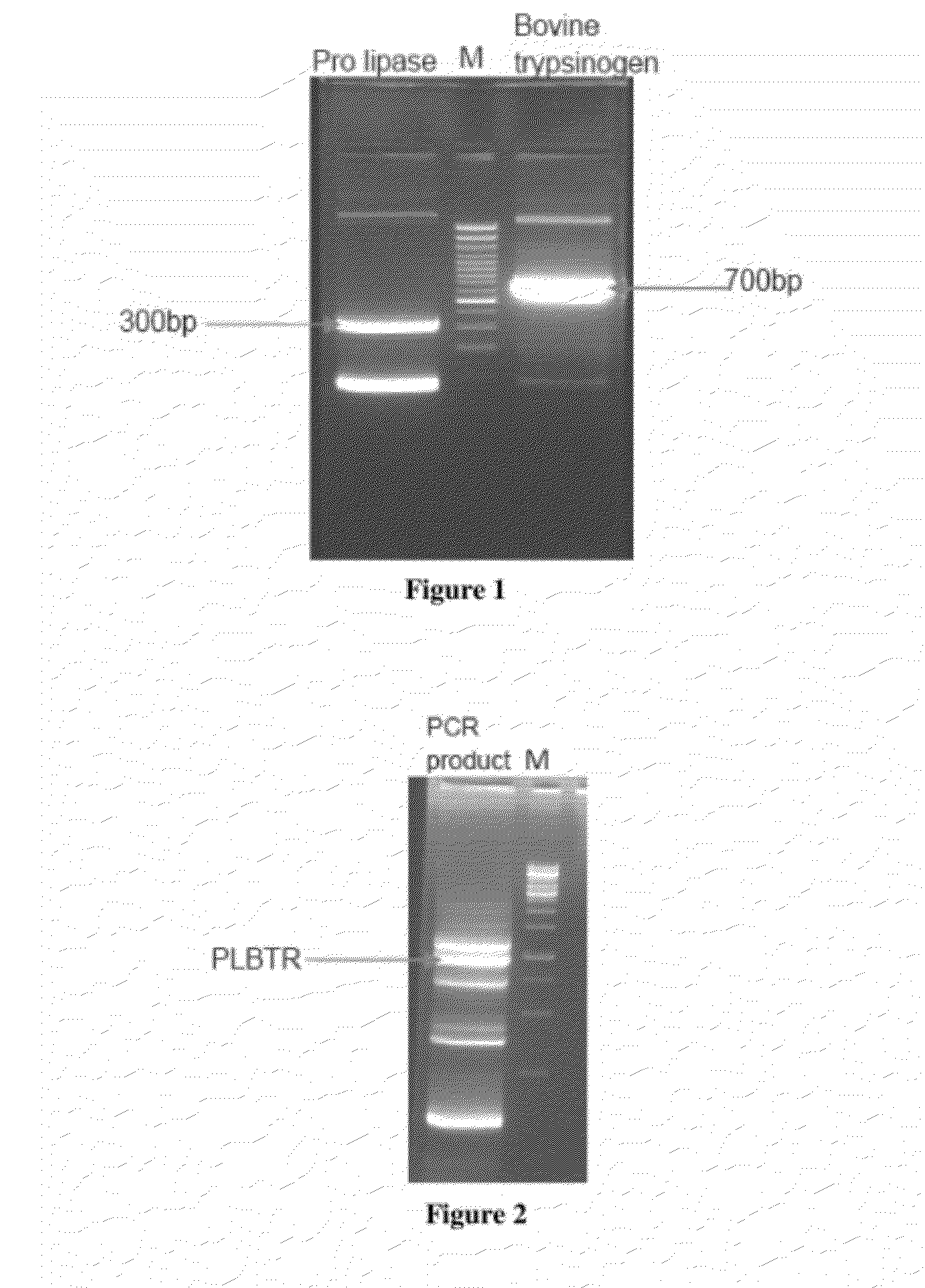 Fusion proteins and method of expression thereof