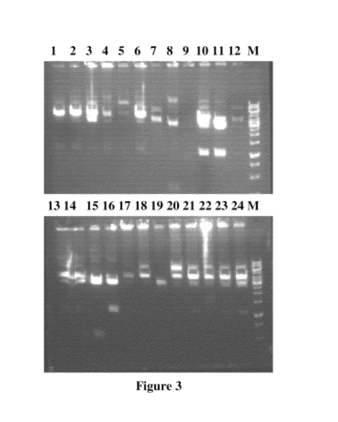 Fusion proteins and method of expression thereof