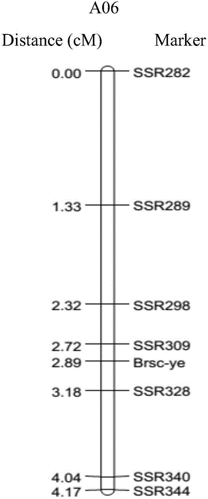 SSR molecular marker primers interlinked with cabbage yellow testa gene Brsc-ye and application of primers