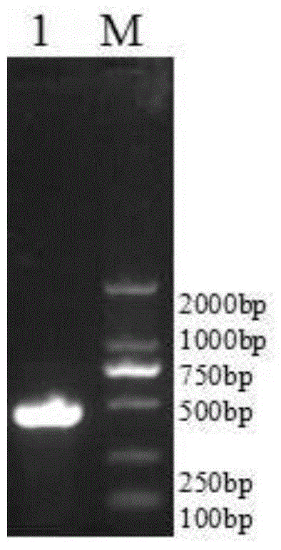 GM-CSF (Granulocyte-Macrophage Colony-Stimulating Factor) and MART-1 (Melanoma Antigen Recognized By T-Cells 1) dual-gene co-expression recombinant vector and preparation method and application thereof