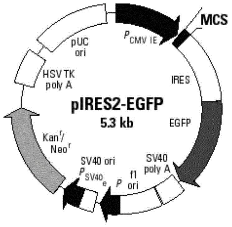 GM-CSF (Granulocyte-Macrophage Colony-Stimulating Factor) and MART-1 (Melanoma Antigen Recognized By T-Cells 1) dual-gene co-expression recombinant vector and preparation method and application thereof