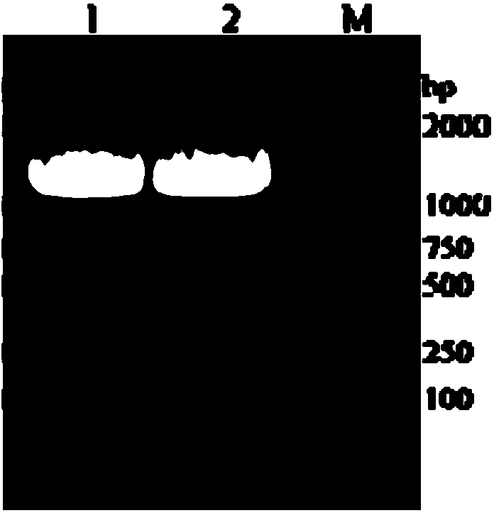 Amylase, and encoding gene and application thereof