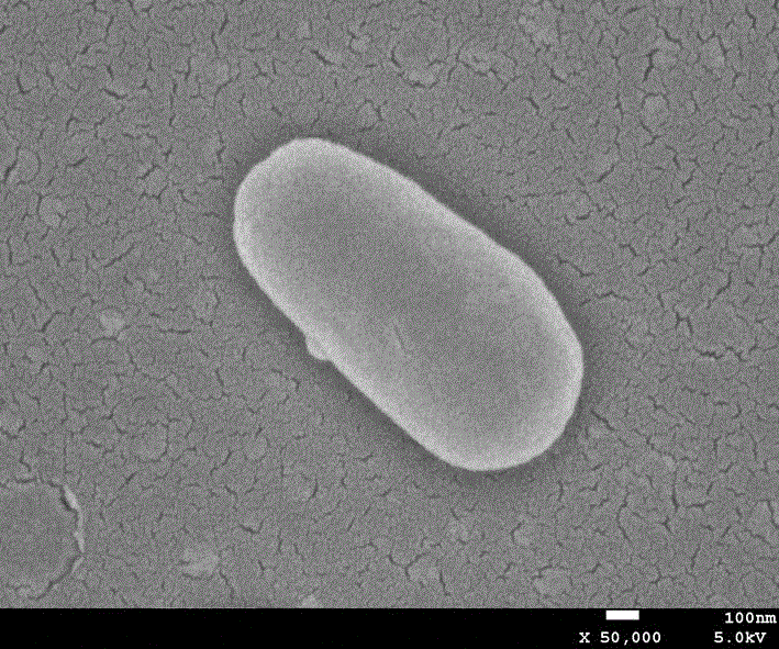 Astaxanthin producing strain and application thereof