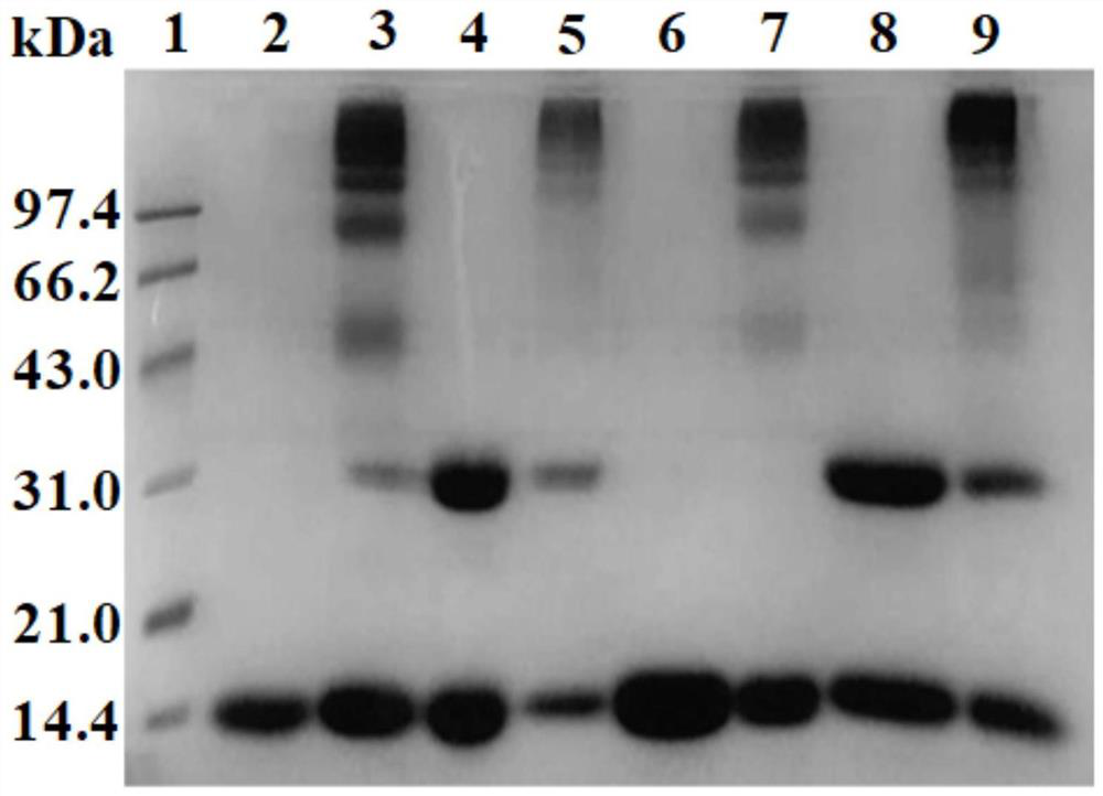 A hemoglobin oxygen carrier based on double chemical modification and its preparation method and application