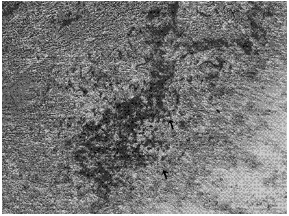 A method for isolating and cultivating umbilical cord mesenchymal stem cells