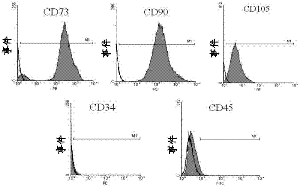 A method for isolating and cultivating umbilical cord mesenchymal stem cells