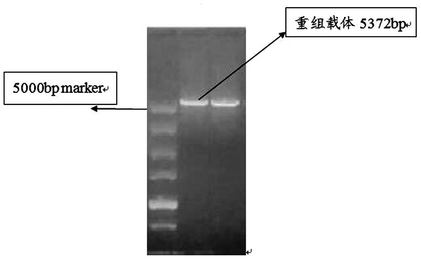 Preparation method of Escherichia coli inner membrane vesicles endogenously highly expressing miRNA and its application in the preparation of antitumor drugs