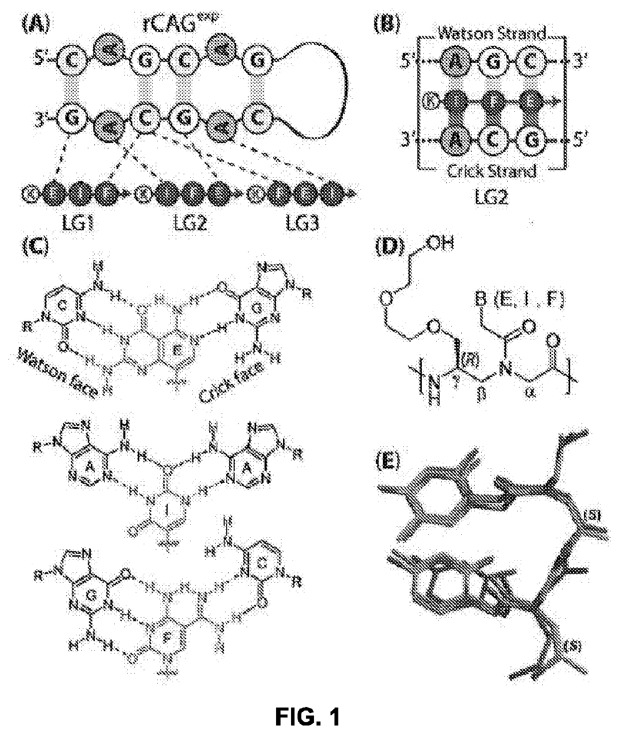 Bivalent Nucleic Acid Ligands and Uses Therefor