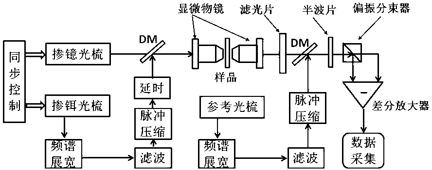 Coherent anti-stokes raman scattering optical comb spectrum detection method for improving precision