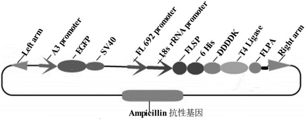 Bombyx mori posterior silk gland bioreactor dual-promoter universal plasmid for expressing T4 ligase and application and method thereof