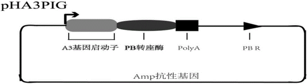 Bombyx mori posterior silk gland bioreactor dual-promoter universal plasmid for expressing T4 ligase and application and method thereof