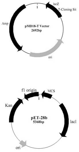 Enzyme for synthesizing and metabolizing xanthine of Cordyceps sinensis(Berk.)Sacc. Hirsutella sinensis, and gene and application of enzyme