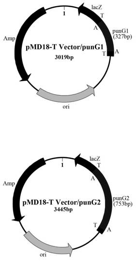 Enzyme for synthesizing and metabolizing xanthine of Cordyceps sinensis(Berk.)Sacc. Hirsutella sinensis, and gene and application of enzyme