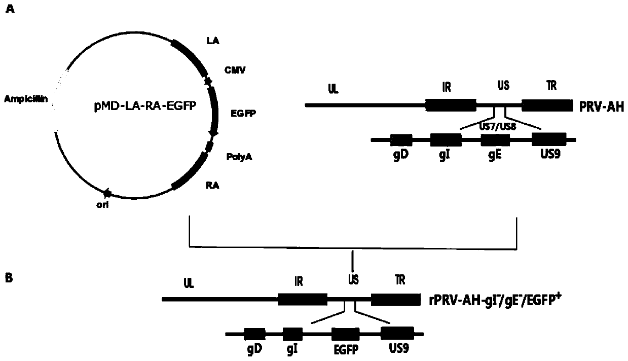 Pseudorabies virus gE/gI deletion mutant strain of double expression gC gene and construction and application thereof