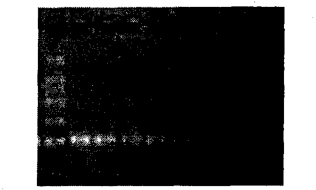 Method for fast appraising purity of cucumber hybrid seed