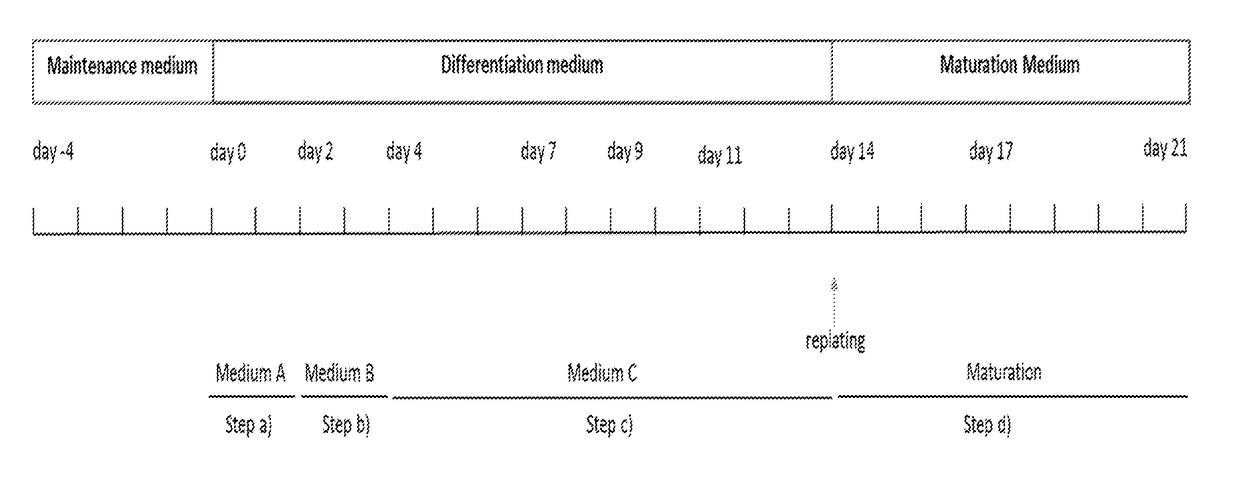 An in vitro method of differentiating a human pluripotent stem cell population into a cardiomyocyte cell population