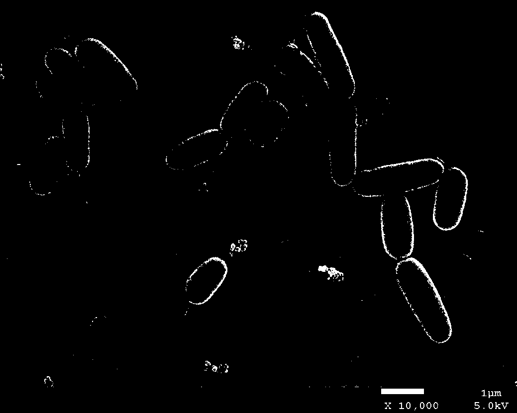 Bacillus shacheensis and application thereof