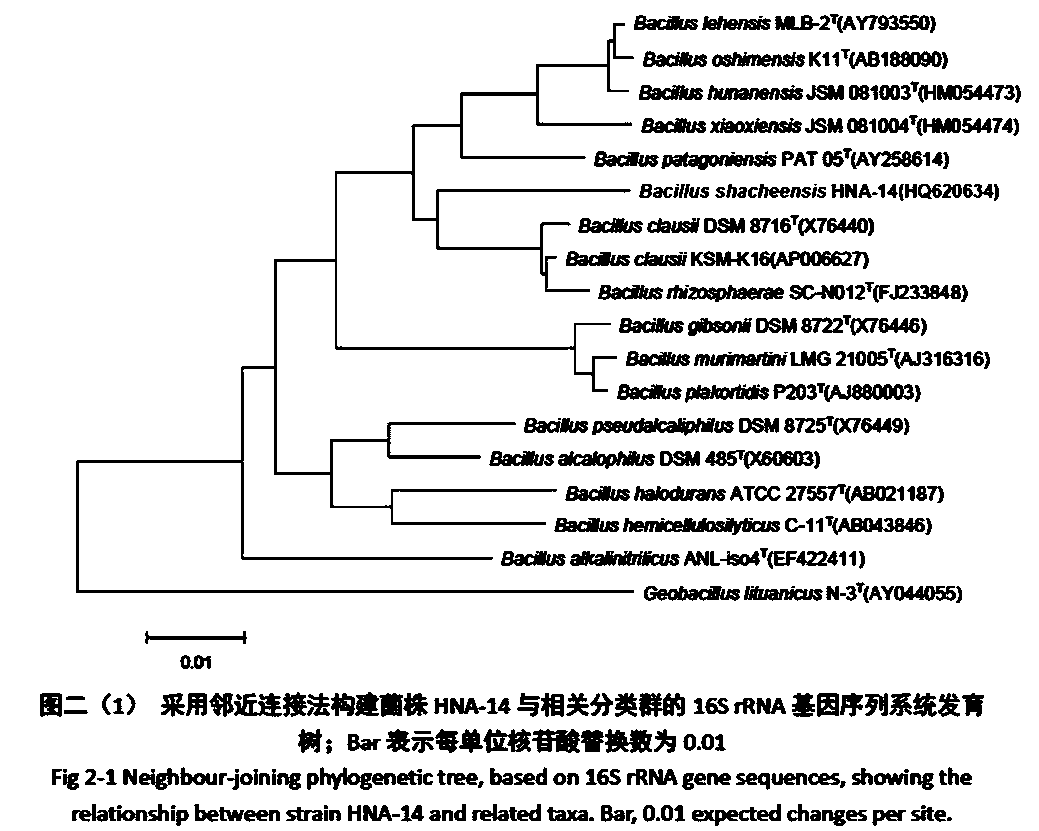 Bacillus shacheensis and application thereof