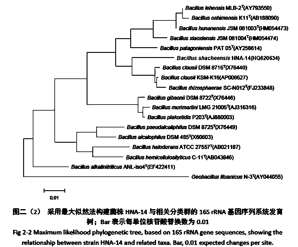 Bacillus shacheensis and application thereof