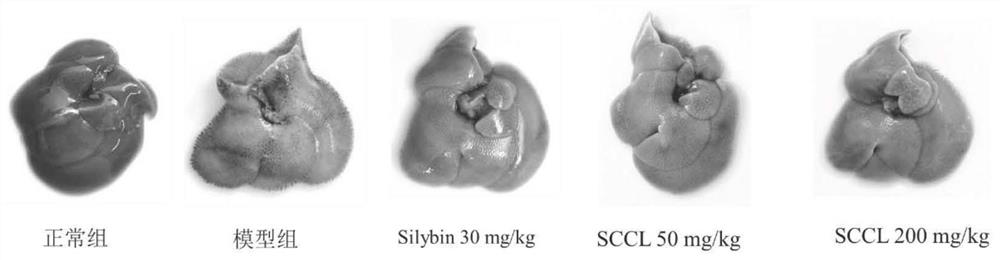 Application of sea cucumber cooking liquor dry powder in products for preventing and treating acute liver injury