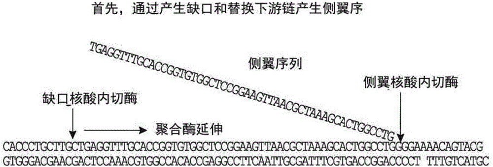 Analysis of polynucleotides