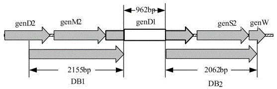 A kind of engineering bacterium producing gentamicin a and its application