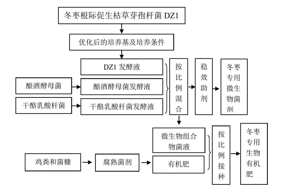 Microbial agent and bio-organic fertilizer special for winter jujube and preparation methods thereof