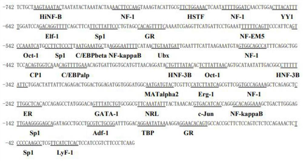 Anguilla japonica liver expression antibacterial peptide LEP2 gene promoter and application thereof