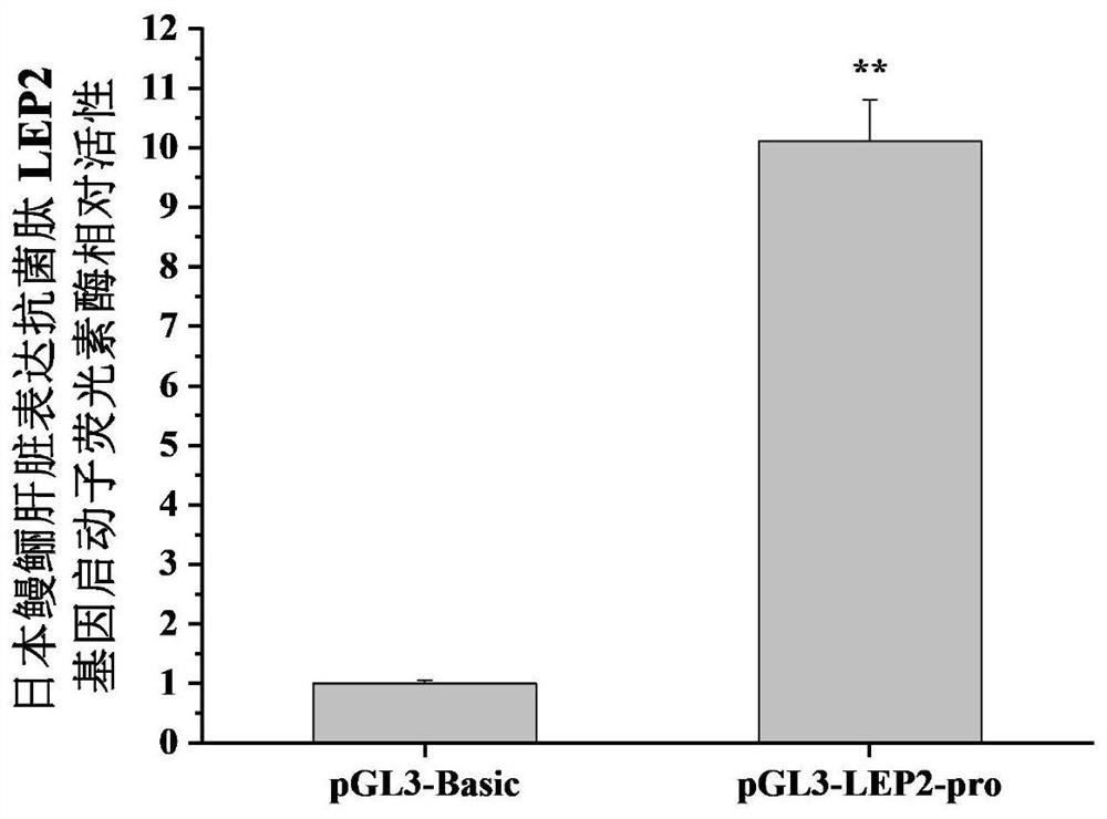 Anguilla japonica liver expression antibacterial peptide LEP2 gene promoter and application thereof