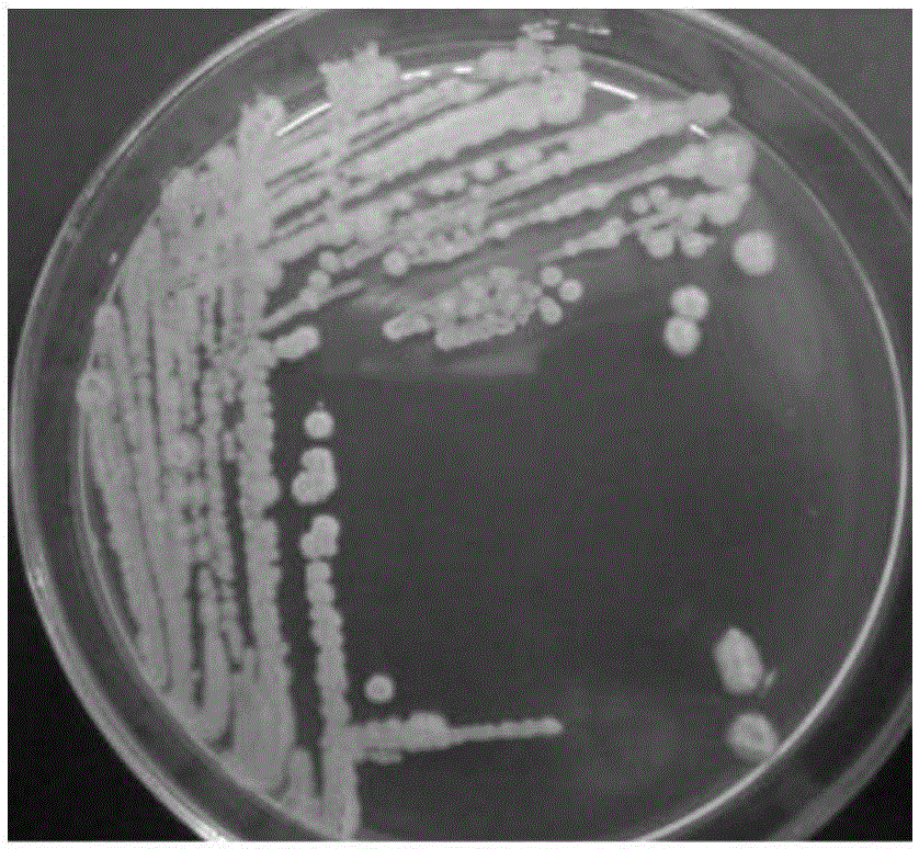 Bacillus subtilis with effect of inhibiting clostridium perfringens and application of bacillus subtilis