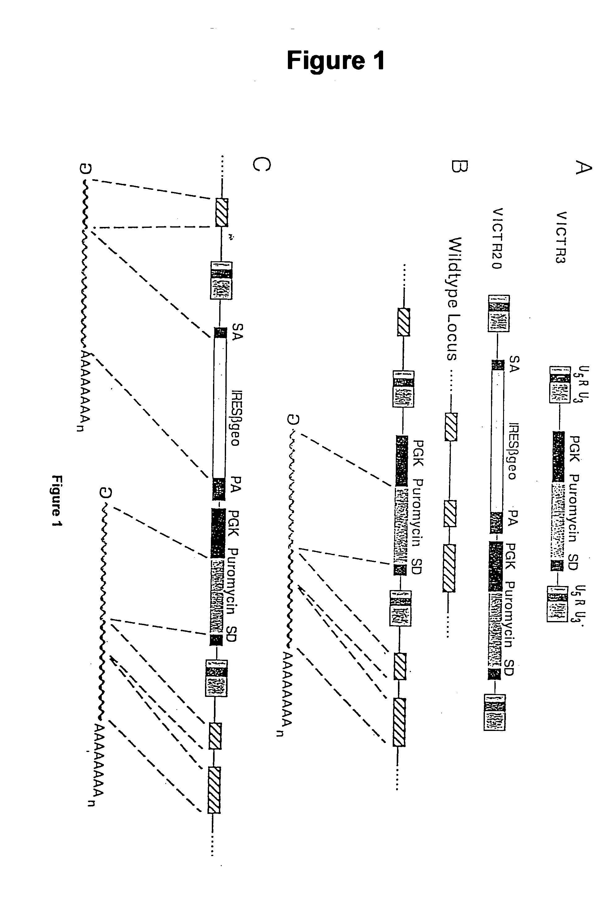 Novel mutated mammalian cells and animals