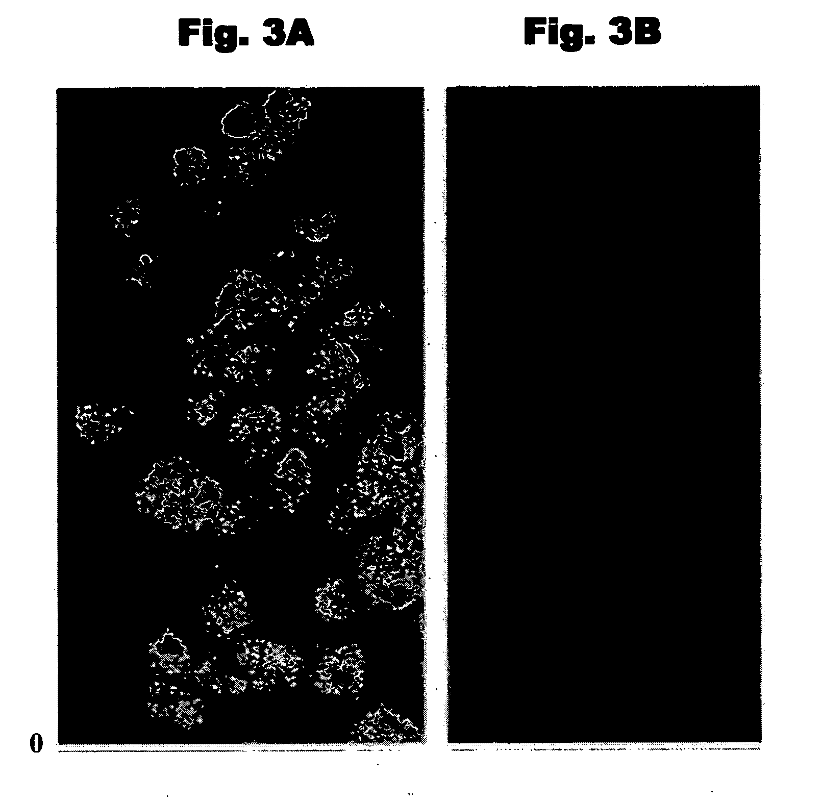 Biologically potent analogues of the Dmt-Tic pharmacophore and methods of use