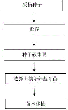 Artificial multiplication method for carpinus tientaiensis