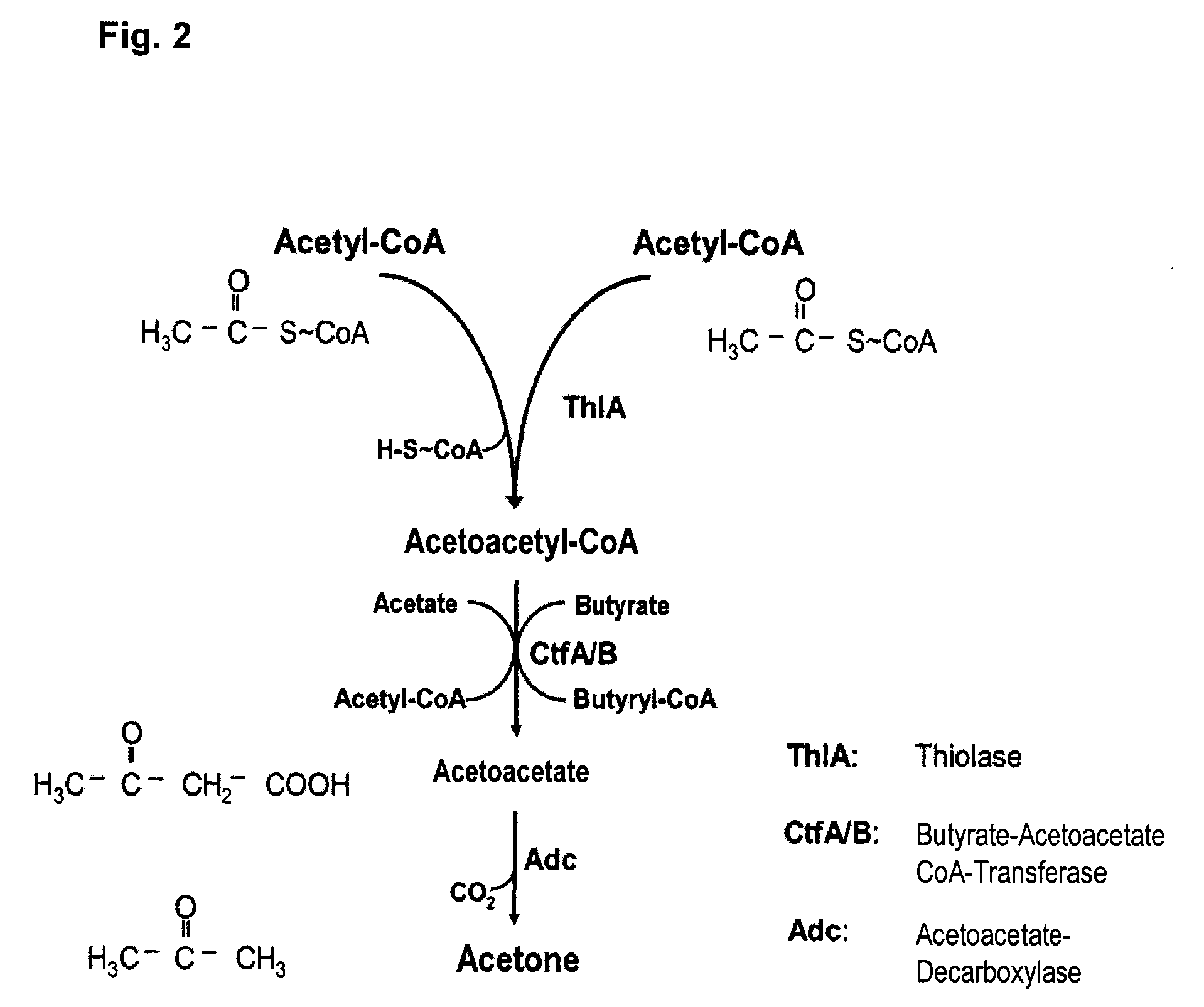 Fermentative production of acetone from renewable resources by means of novel metabolic pathway