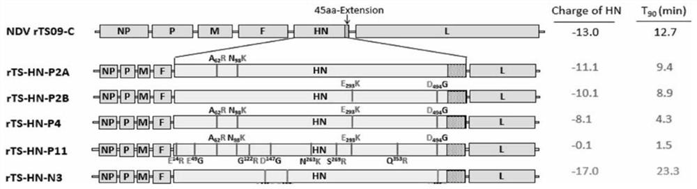 Genetic modification method for changing thermal stability of envelope virus, recombinant virus and application of recombinant virus