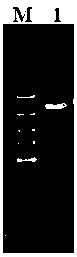 Bacillus licheniformis strain capable of realizing high production of bacitracin as well as preparation method and application thereof