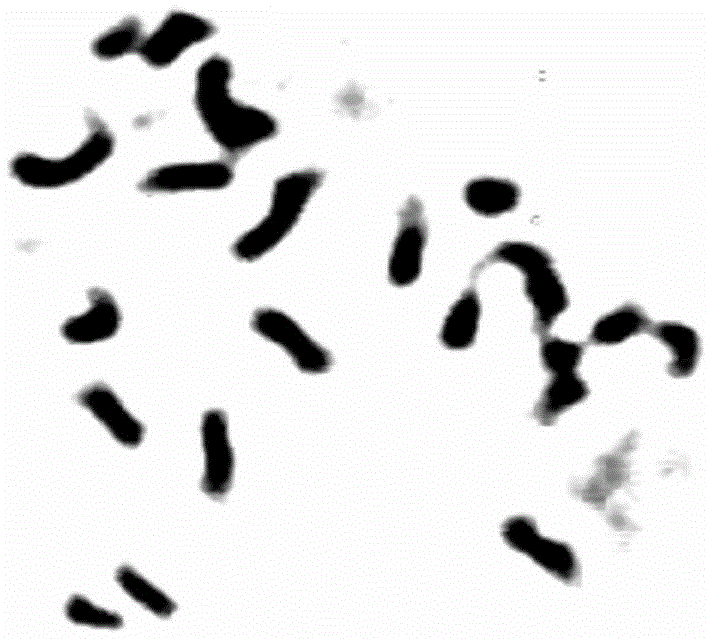 A kind of breeding method of in vitro induction autotetraploid broccoli