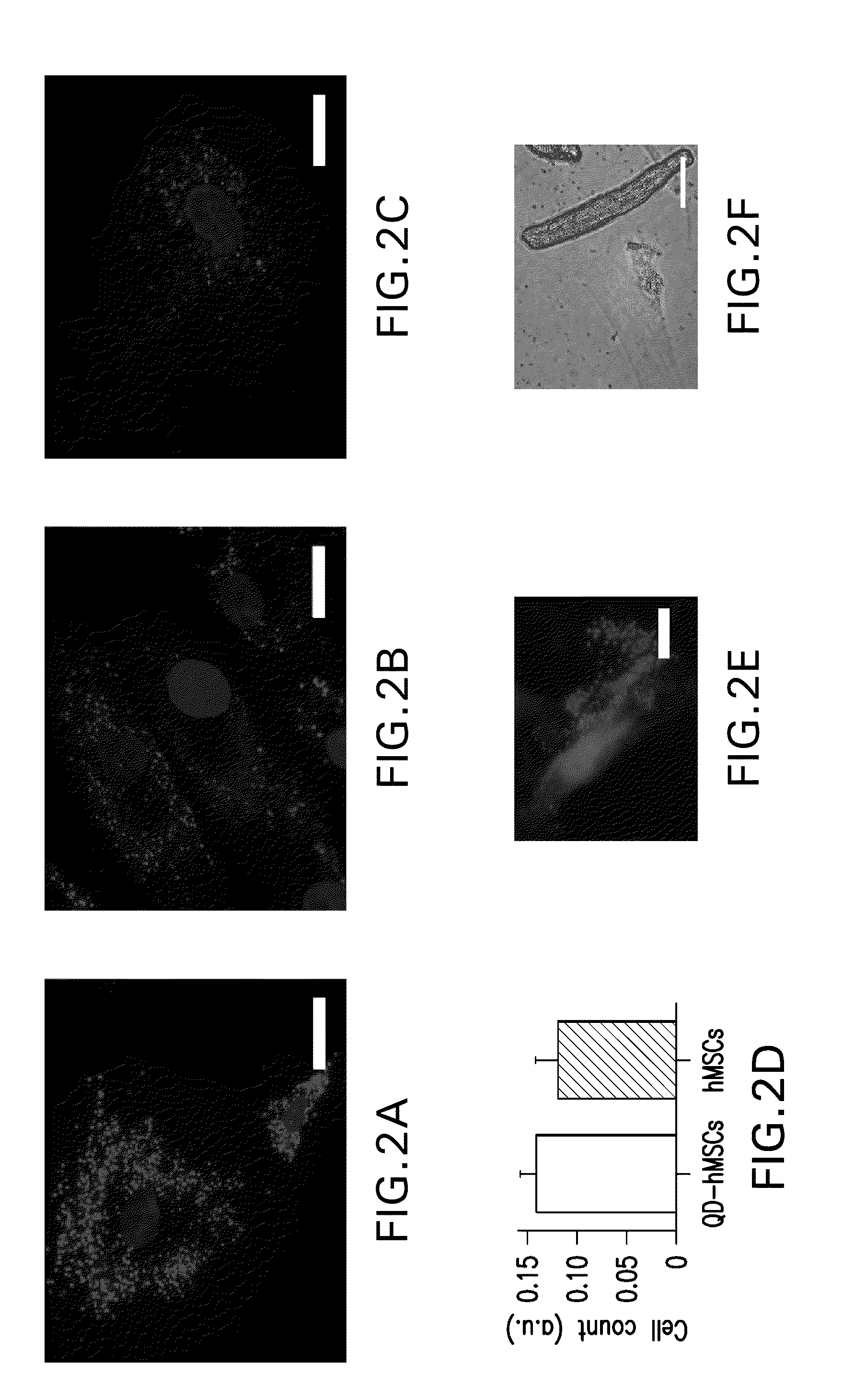 Quantum dot labeled stem cells for use in providing pacemaker function