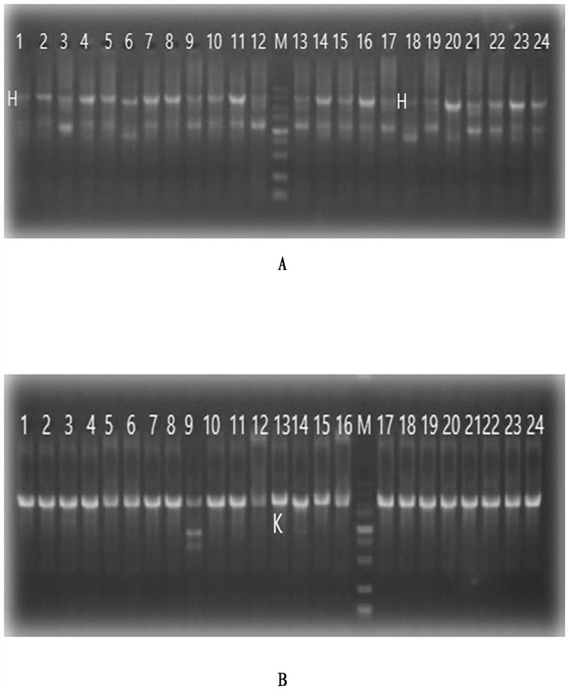 A fully human monoclonal antibody with high neutralizing activity against chikungunya and its application