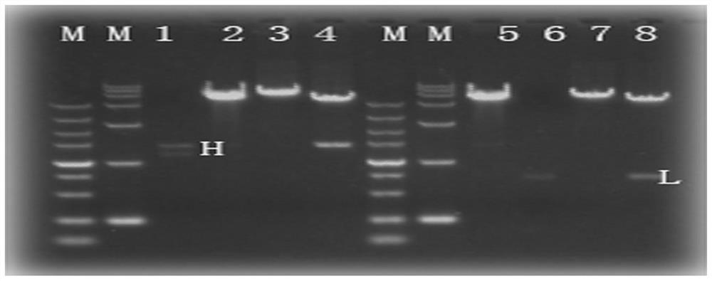 A fully human monoclonal antibody with high neutralizing activity against chikungunya and its application