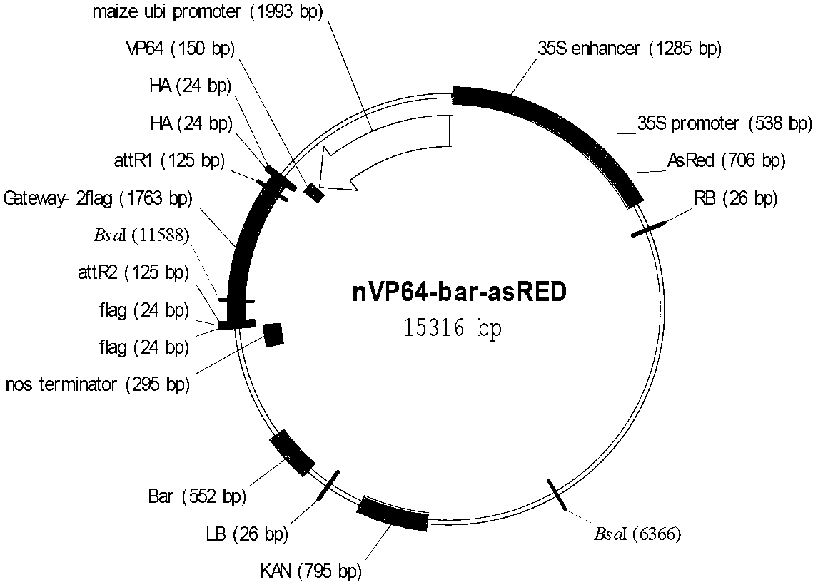 Application of rice transcription factor Os05g39950 gene