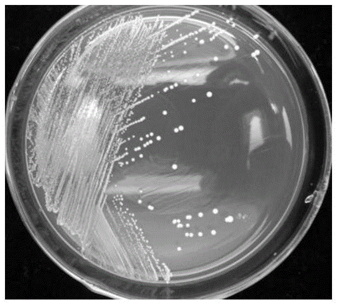 Lactobacillus plantarum strains with efficient nitrite degradation and strong acid production functions and uses thereof