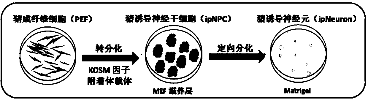 Method for preparing pig neural stem cells by reprogramming