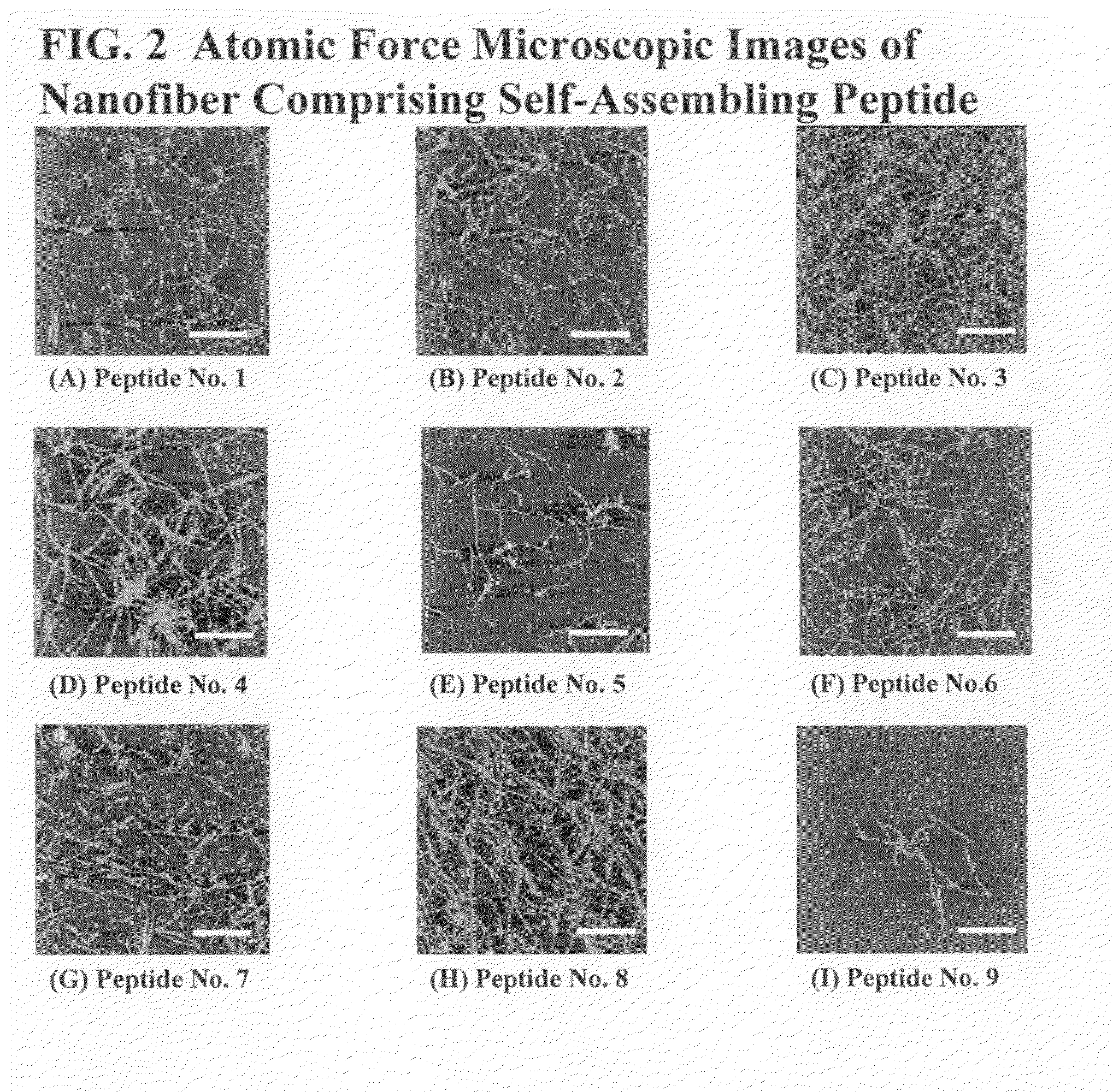 Self-assembling peptide and gel produced from the same