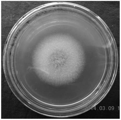 A paclitaxel-producing Aspergillus fumigatus fungus tms-26