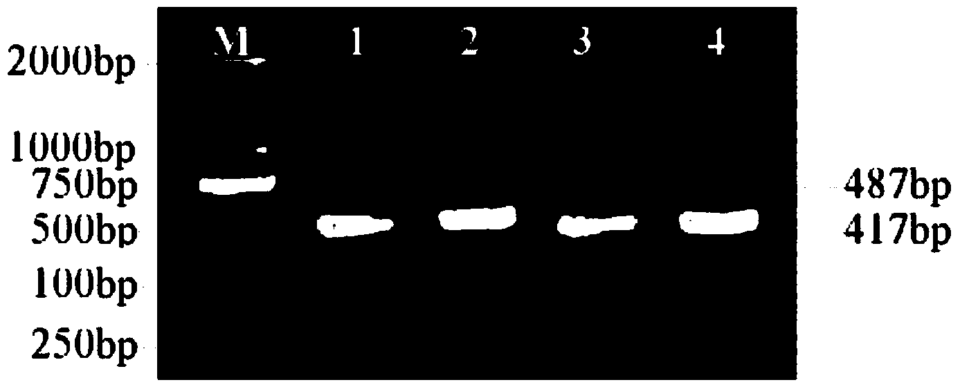 Escherichia coli engineering bacterium containing gene of Epl1 (eliciting plant response protein1) and construction method of escherichia coli engineering bacteria