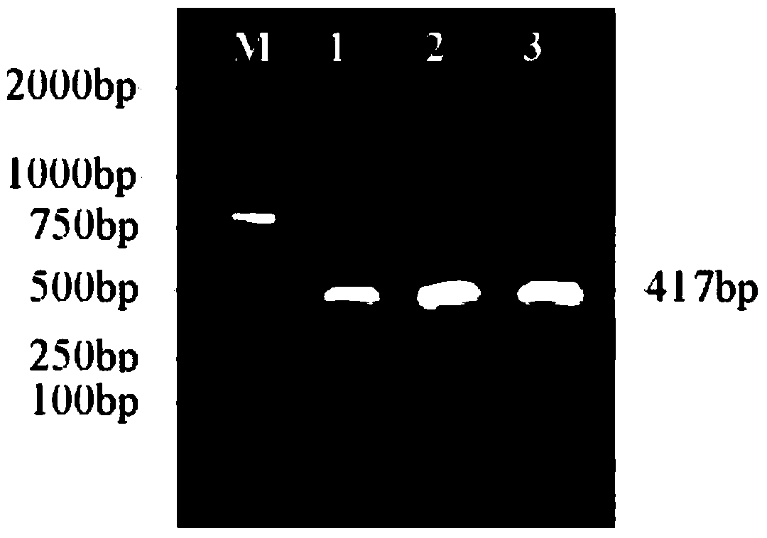 Escherichia coli engineering bacterium containing gene of Epl1 (eliciting plant response protein1) and construction method of escherichia coli engineering bacteria